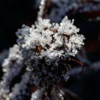 Frost_Winter
